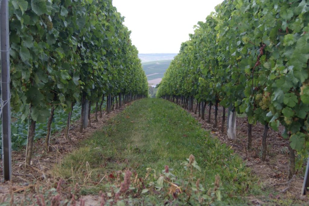 1. Sonntagsspaziergang GauBickelheim