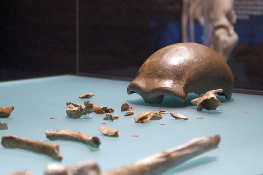 Originalskelett des im Neanderthal gefundenen Neanderthalers im LVR Landesmuseum Bonn