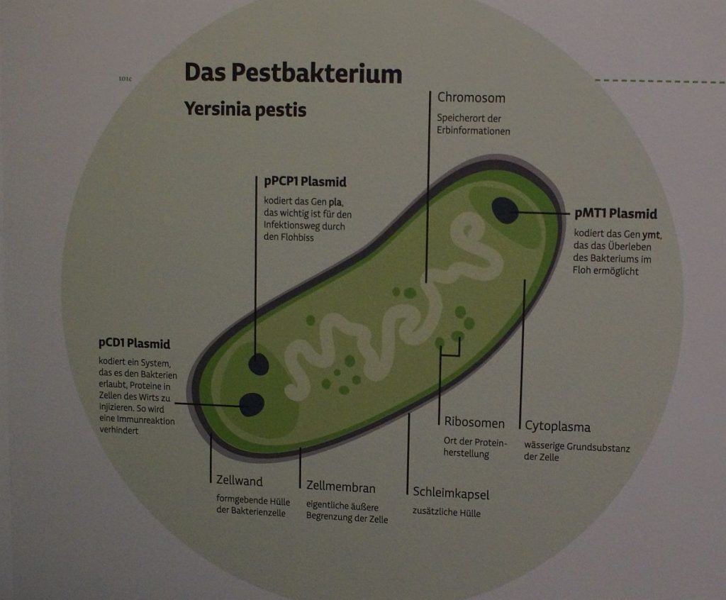 Der Pesterreger - Exponat Pest-Ausstellung Herne