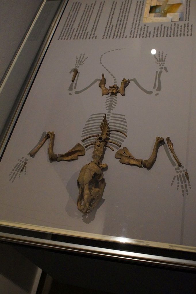 Skelett eines kleinen Hundes - Ausstellung "Abenteuer Großgrabung" - Museum Burg Linn-Krefeld