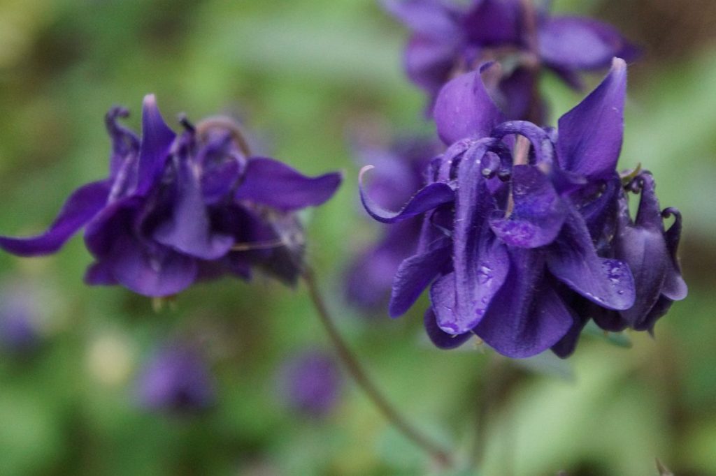 blaue Akelei-Blüten