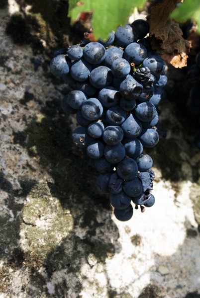 Dornfelder Traube –