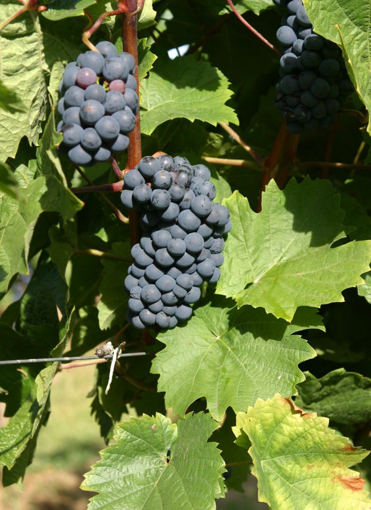 Blätter und Trauben der roten Rebsorte Heroldrebe. Fachgebiet Rebenzüchtung und Rebenveredlung, Forschungsanstalt Geisenheim, Geisenheim/Rheingau. Upload von Martin Bahmann; Foto von Dr. Joachim Schmid, FG RZ, FA Geisenheim [CC BY-SA 3.0 (https://creativecommons.org/licenses/by-sa/3.0)], via Wikimedia Commons