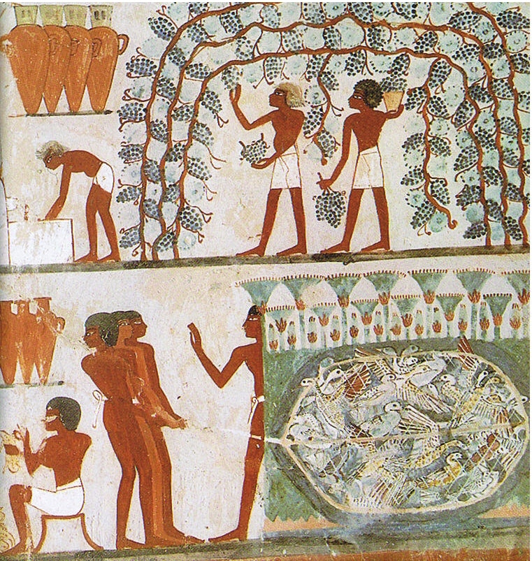 Weinlese, Grab des Nacht(TT52) [Public domain], via Wikimedia Commons
